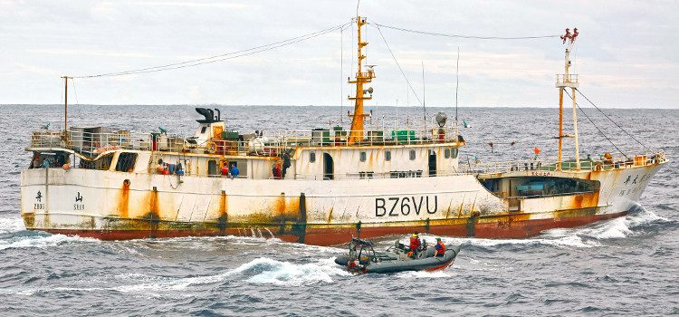 Work of fisheries observers can be difficult and hazardous. At the recent Western and Central Pacific Fisheries Commission annual meeting in Bali, the organization approved new safety measures for observers. This file photo shows a longline vessel on the high seas that is being checked by a Greenpeace compliance team (in zodiac). Photo: Greenpeace Pacific. Fisheries observers get help