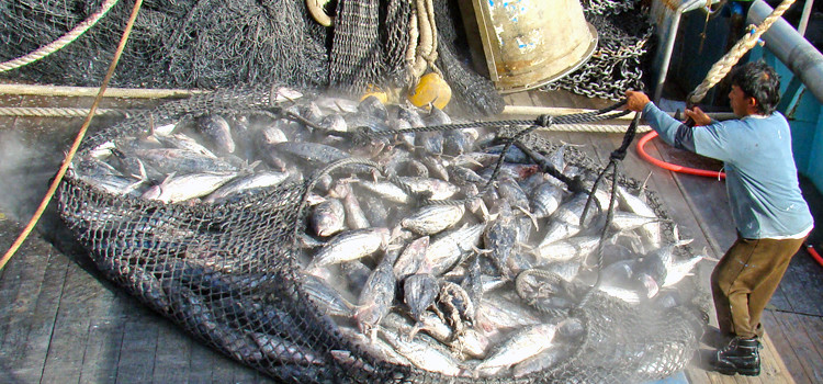 A fisherman aboard the US flagged Raffaello prepares fish for transshipment in Majuro lagoon in this 2010 file photo. All US fishing boats have been ordered to halt fishing as of January 1, 2016. Photo: Giff Johnson. US fishing deal collapses
