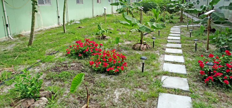 Patients and visitors alike will soon enjoy the peace and nutritional value of the new agroforest at Majuro hospital. Photo: Isaac Marty. Agroforest park opening