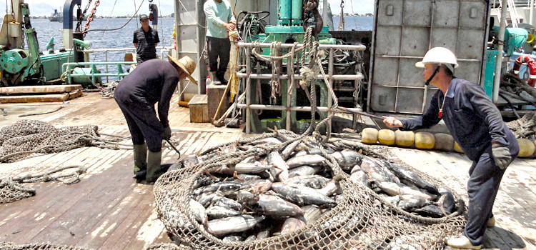 Skipjack tuna is offloaded from the “Marshalls 201” purse seiner in Majuro lagoon for transshipment to off-shore canneries. Purse seiners fish under PNA’s Vessel Day Scheme that generated an estimated $400 million to PNA members last year. Photo: Giff Johnson. Vessel Day Scheme here to stay
