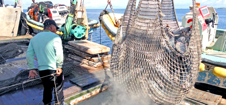 A Koo’s Fishing Company purse seiner offloads a haul of tuna to a carrier vessel for transshipment to off-island canneries. Photo: Giff Johnson. Koo’s flags 2 in FSM