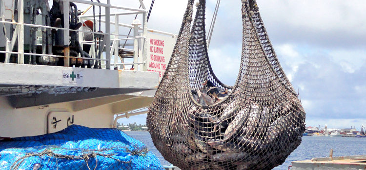 Skipjack tuna being off-loaded from a purse seiner to a carrier vessel in Majuro lagoon. PNA says the US purse seine fleet is attempting to violate the Western and Central Pacific Fisheries Commission’s fishing day limits for the high seas as agreed last December. Photo: Giff Johnson. PNA: US violates fishing rule