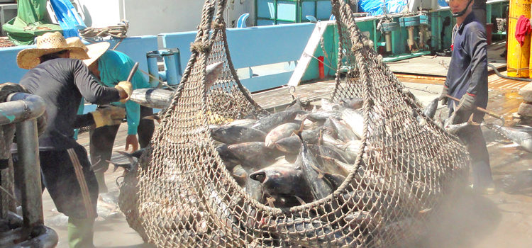 The vessel day scheme, which PNA uses to manage the multi-billion dollar tuna fishery, is a success because it did not rely on the ADB and other donors to develop, said PNA CEO Dr. Transform Aqorau in response to a new ADB economic report on the Pacific. Pictured: A purse seiner transships its catch of tuna in Majuro’s lagoon. Photo: Giff Johnson. PNA a success without ADB