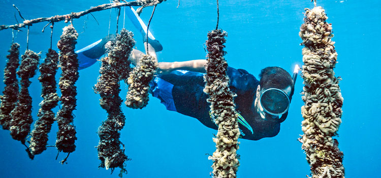 Namdrik pearl farmers dive on the strings of oysters growing happily in Namdrik’s calm lagoon. Photo: USAID’s Pacific American Climate Fund/Matt Abbott. Pearl harvest shows promise