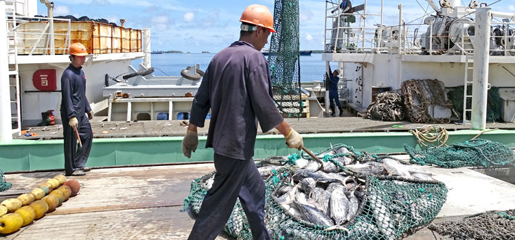 A purse seiner offloads its catch of tuna in Port Majuro. Photo: Hilary Hosia. FIMS: Backbone of PNA’s fishery