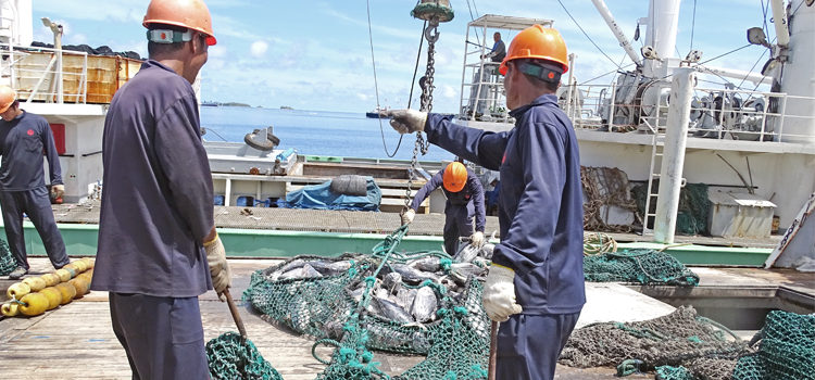 Tuna tonnage is pulled out of the holds of a purse seiner during transshipment operations in Majuro Atoll recently. Photo: Hilary Hosia. Reeling in $24 million in 2017