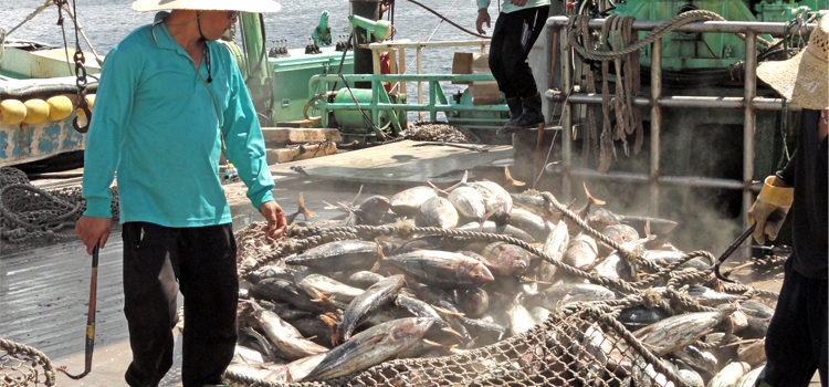 A purse seine crew off-loads their catch of tuna in Majuro Atoll for transshipment to a cannery. The United Nations last week voted to declare May 2 as World Tuna Day. Photo: Giff Johnson. UN vote confirms World Tuna Day