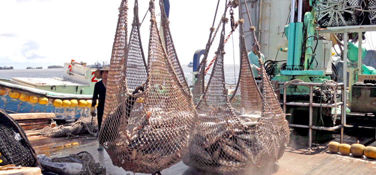 The Parties to the Nauru Agreement (PNA) manages the multi-billion dollar tuna fishery in the western and central Pacific that generates increasingly large amounts of revenue to its members. In-port transshipment requirements bring purse seiners into ports in the region, such as Majuro (pictured), to off load their tuna catches for delivery to canneries. Photo: Giff Johnson. Tuna team to tighten lines