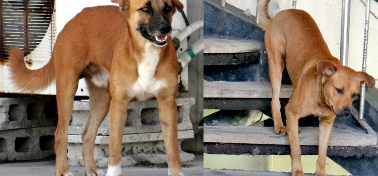 Dog on left: "Where’s this dog’s collar?" Dog on right: "I got one." Photo: Hilary Hosia MALGov police to round up dogs