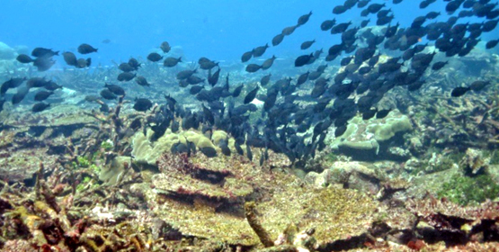 A school of small herbivorous surgeonfish seen on Malem reefs. Small fish like these have responded to the coral bleaching event by nearly doubling their population. While this may look enticing to fishermen in the coming months as they grow larger, it is now very important to fish responsibly so herbivores can help the reefs recovery. Severe coral mortality in Kosrae