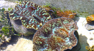 Large, mature giant clams are used for breeding at Majuro’s Marshall Islands Mariculture Facilities clam farm. Photo: Kelly Lorennij.