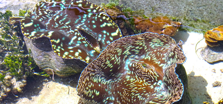 Large, mature giant clams are used for breeding at Majuro’s Marshall Islands Mariculture Facilities clam farm. Photo: Kelly Lorennij. Majuro clam farm’s steady exports