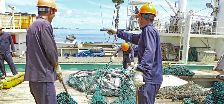 A purse seiner transships tuna in Port Majuro. Transshipping on the high seas by longline fishing vessels is a major point of contention for island nations that want to ban the practice. Photo: Hilary Hosia. Fishing for tuna answers