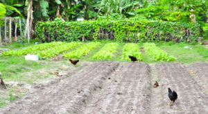 Bank of Marshall Islands-provided micro loans have supported numerous local commercial farms in Majuro, as well as other business initiatives. Photo: Hilary Hosia.