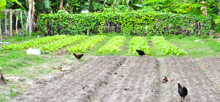 Bank of Marshall Islands-provided micro loans have supported numerous local commercial farms in Majuro, as well as other business initiatives. Photo: Hilary Hosia. BOMI looks to expand loans