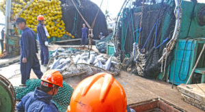 A purse seiner transships its cargo of tuna to a carrier vessel in Port Majuro. Pacific Catalyst, a new program centered at USP in Fiji, aims to engage young Pacific islanders in management of the multi-billion dollar tuna industry. Photo: Hilary Hosia.