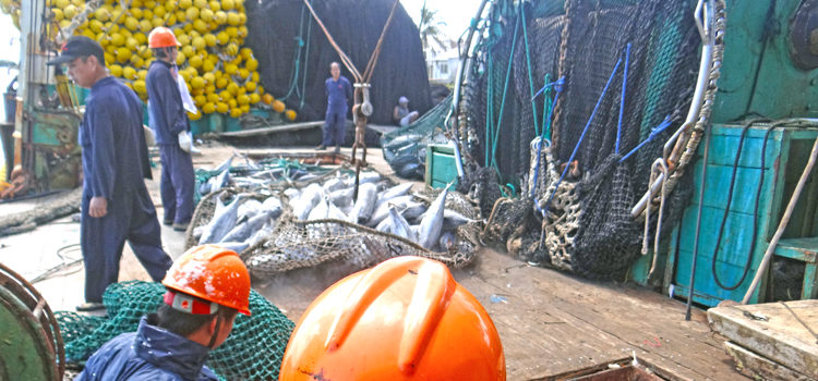 A purse seiner transships its cargo of tuna to a carrier vessel in Port Majuro. Pacific Catalyst, a new program centered at USP in Fiji, aims to engage young Pacific islanders in management of the multi-billion dollar tuna industry. Photo: Hilary Hosia. Promoting island engagement in fisheries