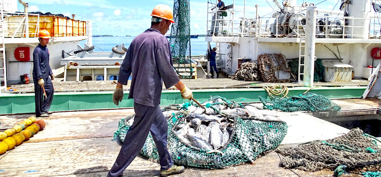 A purse seiner transships its catch of skipjack tuna to a carrier vessel in Port Majuro. Photo: Hilary Hosia. Tuna operations ramp up