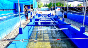 Raceway tanks at the Slinger coral farm in Majuro are growing hard and soft corals as well as clams. Photo: Kelly Lorennij.