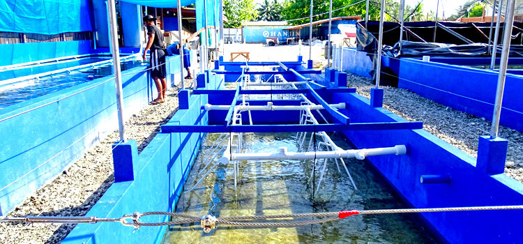 Raceway tanks at the Slinger coral farm in Majuro are growing hard and soft corals as well as clams. Photo: Kelly Lorennij. Coral farming in Majuro