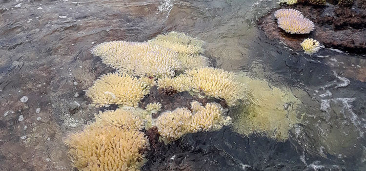 Corals along the Ebeye to Gugeegue causeway in Kwajalein Atoll are showing signs of bleaching from high lagoon water temperatures. Photo: Kawa Jatios. Coral bleaching hits Kwajalein
