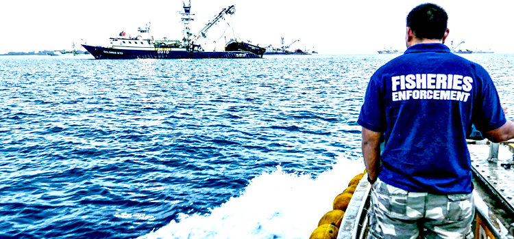 Monitoring of purse seine fishing operations in PNA waters is a critical element of ensuring sustainable fishing in the region, said PNA CEO Ludwig Kumoru. Pictured: a Marshall Islands Marine Resources Authority Fisheries Officer heads out to monitor tuna transshipment operations in Majuro lagoon. Photo: Francisco Blaha. Observers are PNA’s ‘eyes at sea’