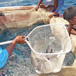 Atoll Technologies of the Marshall Islands workers harvested a batch of moi from lagoon cages on April 13 in Majuro, the first of what is expected to be increasingly larger harvests throughout the year. Photo: Hilary Hosia.