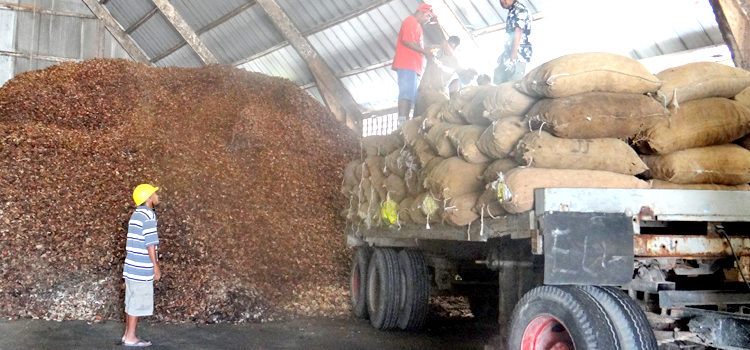 Staff at Tobolar Copra Processing Authority in Majuro unload a shipment of copra from the outer islands into the company’s warehouse for processing. Photo: Hilary Hosia. Tobolar: ‘Variance, not theft’