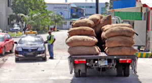 This delivery of copra was recently off-loaded from the Aemman vessel, put onto the truck, weighed and then delivered to the Tobolar Copra Processing Authority plant. Photo: Hilary Hosia.