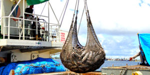 Tuna is transshipped from a purse seiner to a carrier vessel for onward transport to a tuna cannery. Papua New Guinea has enforced a new system for selling fishing days linked to vessel off-loading of tuna for canning in PNG, a development the Marshall Islands is watching. Photo: Giff Johnson.