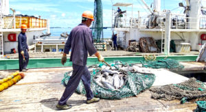 A purse seiner transships its catch of skipjack tuna to a carrier vessel in Port Majuro. Photo: Hilary Hosia.