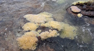 Corals along the Ebeye to Gugeegue causeway in Kwajalein Atoll are showing signs of bleaching from high lagoon water temperatures. Photo: Kawa Jatios.