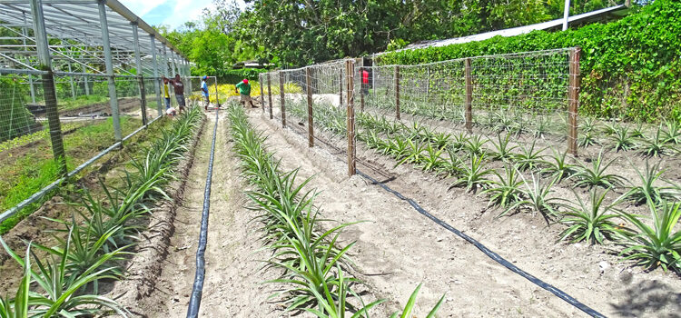 Pineapples flourish on Majuro