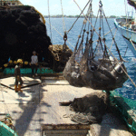 In this file photo, the Marshalls 201 purse seiner transships tuna from its hold to a carrier vessel for onward transport to an offshore tuna processing facility. Photo: Giff Johnson.