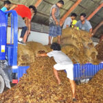 Copra makers set an all time record.