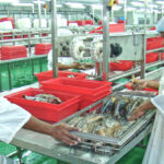 In this Journal file photo, two workers at Pan Pacific Foods loining plant in Majuro work on the production line. Photo: Giff Johnson.