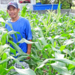 Majuro farmer Anja Hiram is surrounded by stalks of nearly-ready-to-harvest corn at his property in the Laura area of Majuro. Photo: Eve Burns.