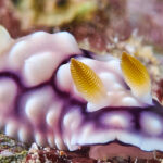 One of the colorful nudibranchs found in Majuro lagoon. Several have been discovered for the first time by a team of amateur scientists living on yachts anchored in Majuro lagoon. Photo: Eagle’s Wings.