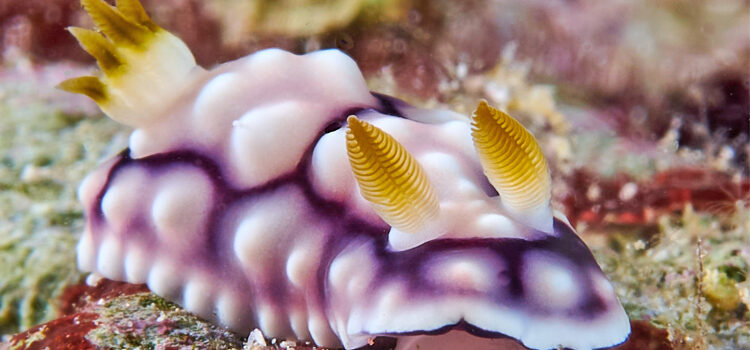 Biodiversity found in Majuro lagoon