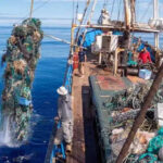 The RMI’s SV Kwai out in the North Pacific collecting garbage from the Pacific Gyre. Photo: Ocean Voyages Institute.