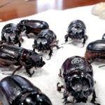Some of the confiscated rhinoceros beetles and larvae in the NRC office in Majuro.