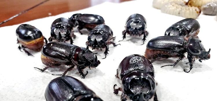 Rhino beetle takes root