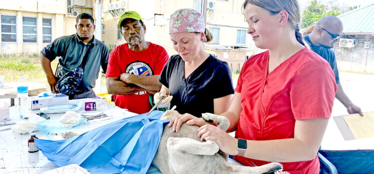 Vets treat Majuro animals