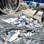 Some of the tuna haul on the FSM-flagged purse seiner Mathawmarfach being transshipped to a carrier vessel in Majuro lagoon recently. Photo: Hilary Hosia.