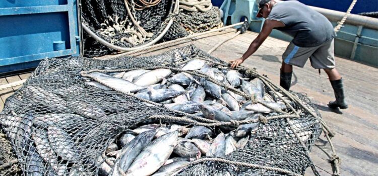 Some of the tuna haul on the FSM-flagged purse seiner Mathawmarfach being transshipped to a carrier vessel in Majuro lagoon recently. Photo: Hilary Hosia. Tuna movement picks up