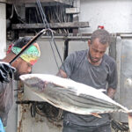 Crew work the fish in the hold of the purse seiner Mathawmarfach during a transshipment operation in Majuro lagoon in 2024. The vessel carries the FSM flag. Photo: Hilary Hosia.