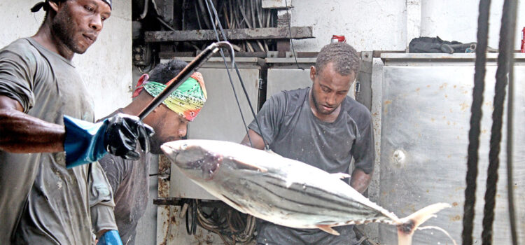 Crew work the fish in the hold of the purse seiner Mathawmarfach during a transshipment operation in Majuro lagoon in 2024. The vessel carries the FSM flag. Photo: Hilary Hosia. Tuna transshipments plunge
