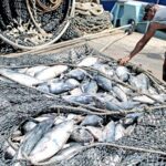 Fishermen offload tuna from the Federated States of Micronesia-flagged purse seiner Mathawmarfach to a waiting carrier vessel. Photo: Hilary Hosia.