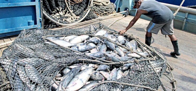 Return of tuna carriers