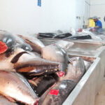 Marshall Islands Fishing Venture’s processing facility, pictured in this file photo, is one of four Majuro-based tuna export companies that were evaluated by the FISH4ACP project as part of an improvement program aimed to help the Marshall Islands meet International requirements for exporting fish to the European Union market and other markets globally.